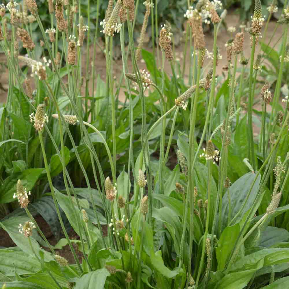 Plantes locales