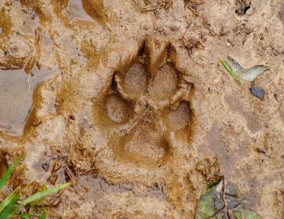 Sur les traces des animaux
